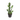 Plante CACTUS (modèle aléatoire)